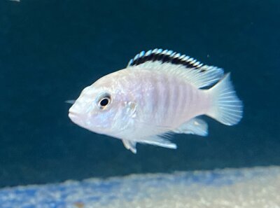 Labidochromis caeruleus white Nkali 5-8 cm