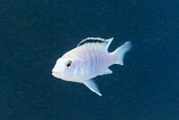 Labidochromis caeruleus white Nkali 5-8 cm