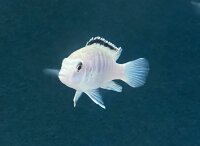 Labidochromis caeruleus white Nkali 5-8 cm