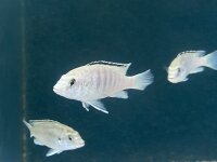Labidochromis caeruleus white Nkali 5-8 cm