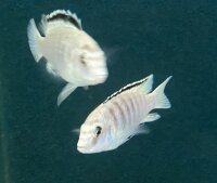 Labidochromis caeruleus white Nkali 5-8 cm