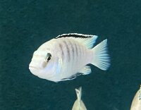 Labidochromis caeruleus white Nkali 5-8 cm