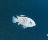 Labidochromis caeruleus white Nkali 5-8 cm