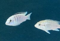 Labidochromis caeruleus white Nkali 5-8 cm