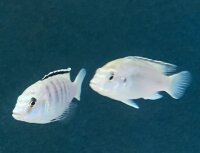 Labidochromis caeruleus white Nkali 5-8 cm