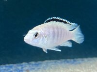 Labidochromis caeruleus white Nkali 5-8 cm