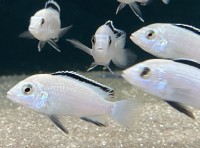 Labidochromis caeruleus white Nkatha Bay 6-8 cm