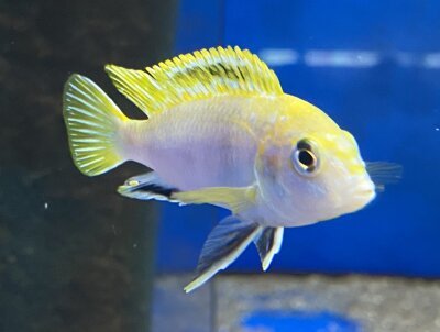 Labidochromis spec. Perlmutt 4-5 cm