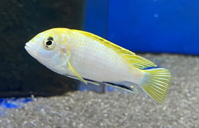 Labidochromis spec. Perlmutt 4-5 cm