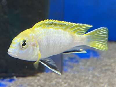 Labidochromis spec. Perlmutt 4-5 cm