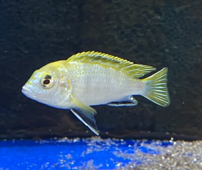 Labidochromis spec. Perlmutt 4-5 cm