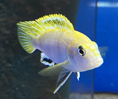 Labidochromis spec. Perlmutt 4-5 cm