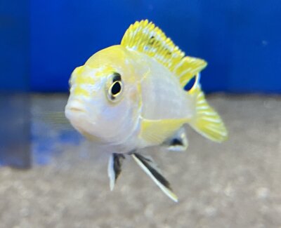 Labidochromis spec. Perlmutt 4-5 cm