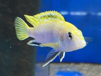 Labidochromis spec. Perlmutt 4-5 cm