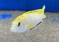 Labidochromis spec. Perlmutt 4-5 cm