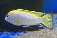 Labidochromis spec. Perlmutt 4-5 cm