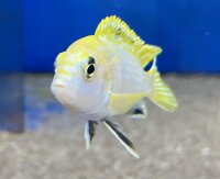 Labidochromis spec. Perlmutt 4-5 cm