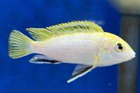 Labidochromis spec. Perlmutt 4-5 cm