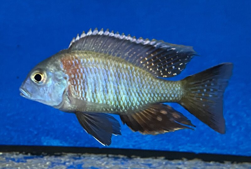 Lethrinops spec. Mbasi (Rainbow) 5-7 cm