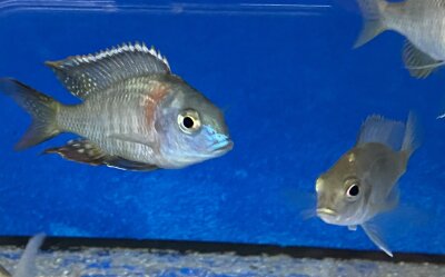 Lethrinops spec. Mbasi (Rainbow) 5-7 cm
