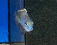 Lethrinops spec. Mbasi (Rainbow) 5-7 cm