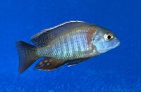 Lethrinops spec. Mbasi (Rainbow) 5-7 cm