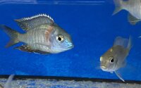 Lethrinops spec. Mbasi (Rainbow) 5-7 cm