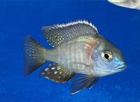 Lethrinops spec. Mbasi (Rainbow) 5-7 cm