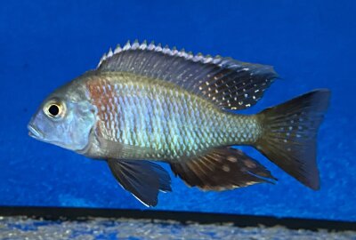 Lethrinops spec. Mbasi (Rainbow) 7-9 cm