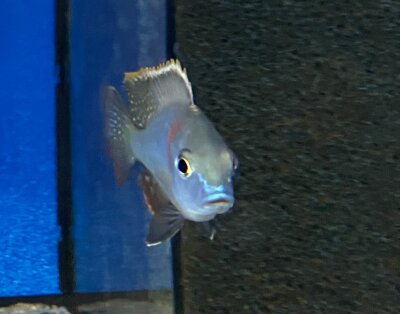 Lethrinops spec. Mbasi (Rainbow) 7-9 cm
