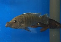 Melanochromis (Abactochromis) labrosus 5-7 cm