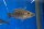 Melanochromis (Abactochromis) labrosus 5-7 cm
