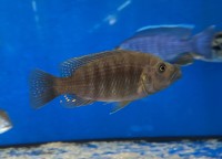 Melanochromis (Abactochromis) labrosus 6-8 cm