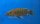 Melanochromis (Abactochromis) labrosus 7-9 cm