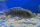 Melanochromis (Abactochromis) labrosus 7-9 cm