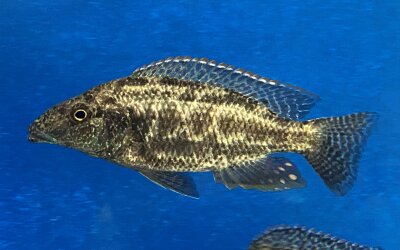 Nimbochromis linni 7-10 cm