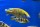 Nimbochromis venustus 12-15 cm