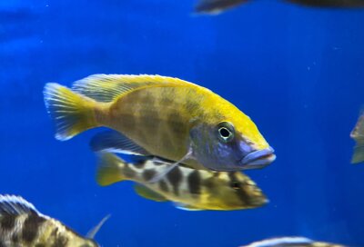 Nimbochromis venustus 7-10 cm