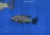 Oreochromis shiranus 6-8 cm