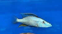 Dimidiochromis compressiceps 13-18 cm