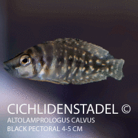 Altolamprologus calvus black pectoral 3-4 cm