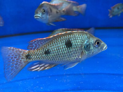 Otopharynx tetrastigma 8-10 cm