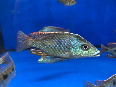 Otopharynx tetrastigma 8-10 cm