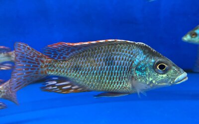 Otopharynx tetrastigma 8-10 cm