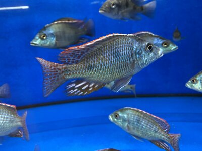 Otopharynx tetrastigma 8-10 cm
