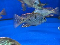 Otopharynx tetrastigma 8-10 cm