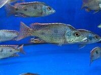 Otopharynx tetrastigma 8-10 cm