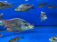 Otopharynx tetrastigma 8-10 cm