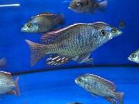 Otopharynx tetrastigma 8-10 cm