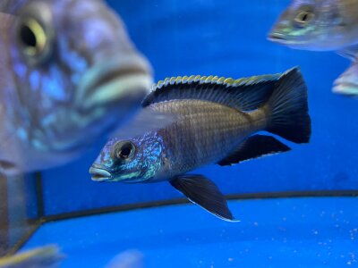 Placidochromis spec. blue otter Tsano Rocks 10-13 cm